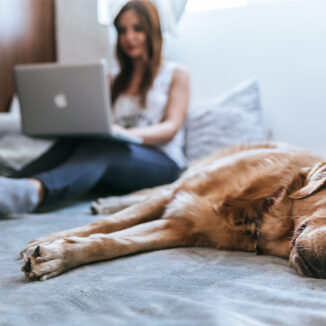 Dog relaxing in bed while his owner is on a laptop computer
